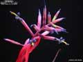 Billbergia 'Stairway to Heaven'