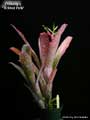 Billbergia 'Tickled Pink'