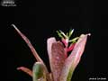 Billbergia 'Tickled Pink'