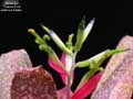 Billbergia 'Tickled Pink'