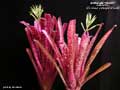 Billbergia 'Titanic'