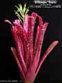 Billbergia 'Titanic'