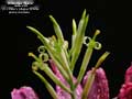 Billbergia 'Titanic'