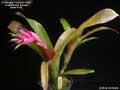 Billbergia 'Victoria Falls'