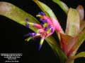 Billbergia 'Victoria Falls'