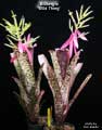 Billbergia 'Wild Thing'
