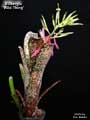 Billbergia 'Wild Thing'