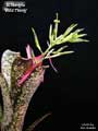 Billbergia 'Wild Thing'
