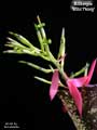 Billbergia 'Wild Thing'