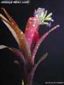 Billbergia 'Wine Cooler'