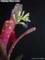Billbergia 'Wine Cooler'
