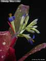 Billbergia 'Wine Cooler'
