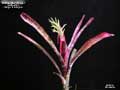 Billbergia 'Zinger'