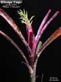 Billbergia 'Zinger'
