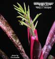 Billbergia 'Zinger'