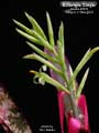 Billbergia 'Zinger'