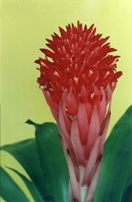 Billbergia pyramidalis