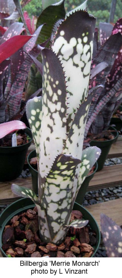 Billbergia 'MERRIE MONARCH' ビルベルギア・メリー モナーク Billbergia 'MERRIE MONARCH' ビルベルギア・メリー モナーク