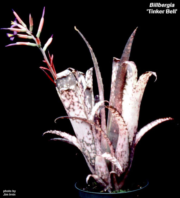 Billbergia Tinker Bell Billbergia Tinker Bell - kuletaskompresor.com