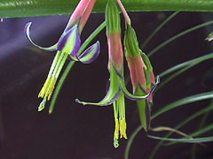 Billbergia nutans