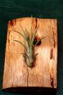 plant in drilled hole (P12)