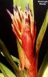 xNeobergia 'Noddy'