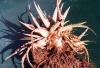Dyckia offset