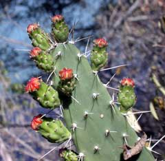 Cactii