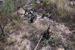 Burnt Hohenbergia