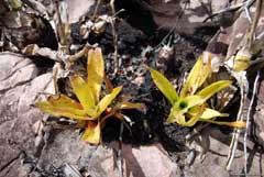 Fire damaged Hohenbergia