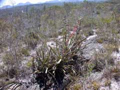 Hohenbergia pennae