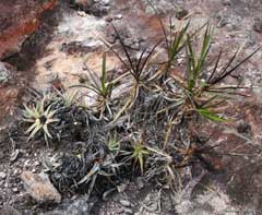 Orthophytum albopictum