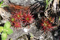Orthophytum amoenum