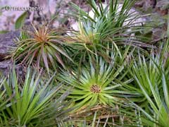 Orthophytum mucugense