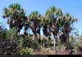 Buriti