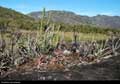 Cactus and Encholirium