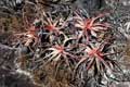 Encholirium