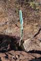 Cereus jamacaru