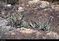 Dyckia ursina