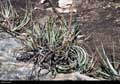 Dyckia ursina
