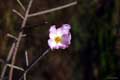 Flor