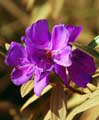 Flor