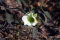 Flor