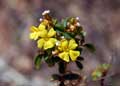 Flor