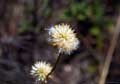 Flor