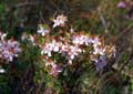 Flor