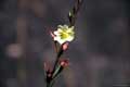Flor
