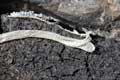Snake skin