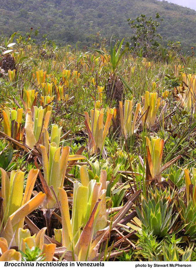 The Carnivorous Bromeliads