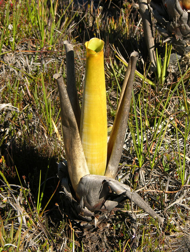 The Carnivorous Bromeliads